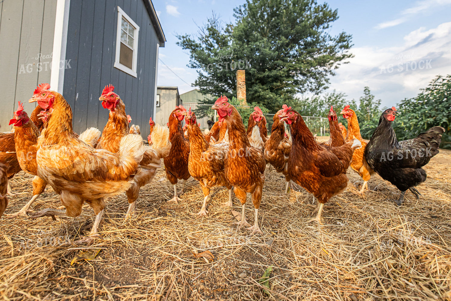 Free Range Chickens 270561