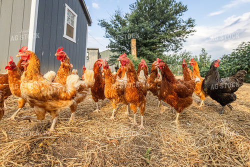 Free Range Chickens 270561