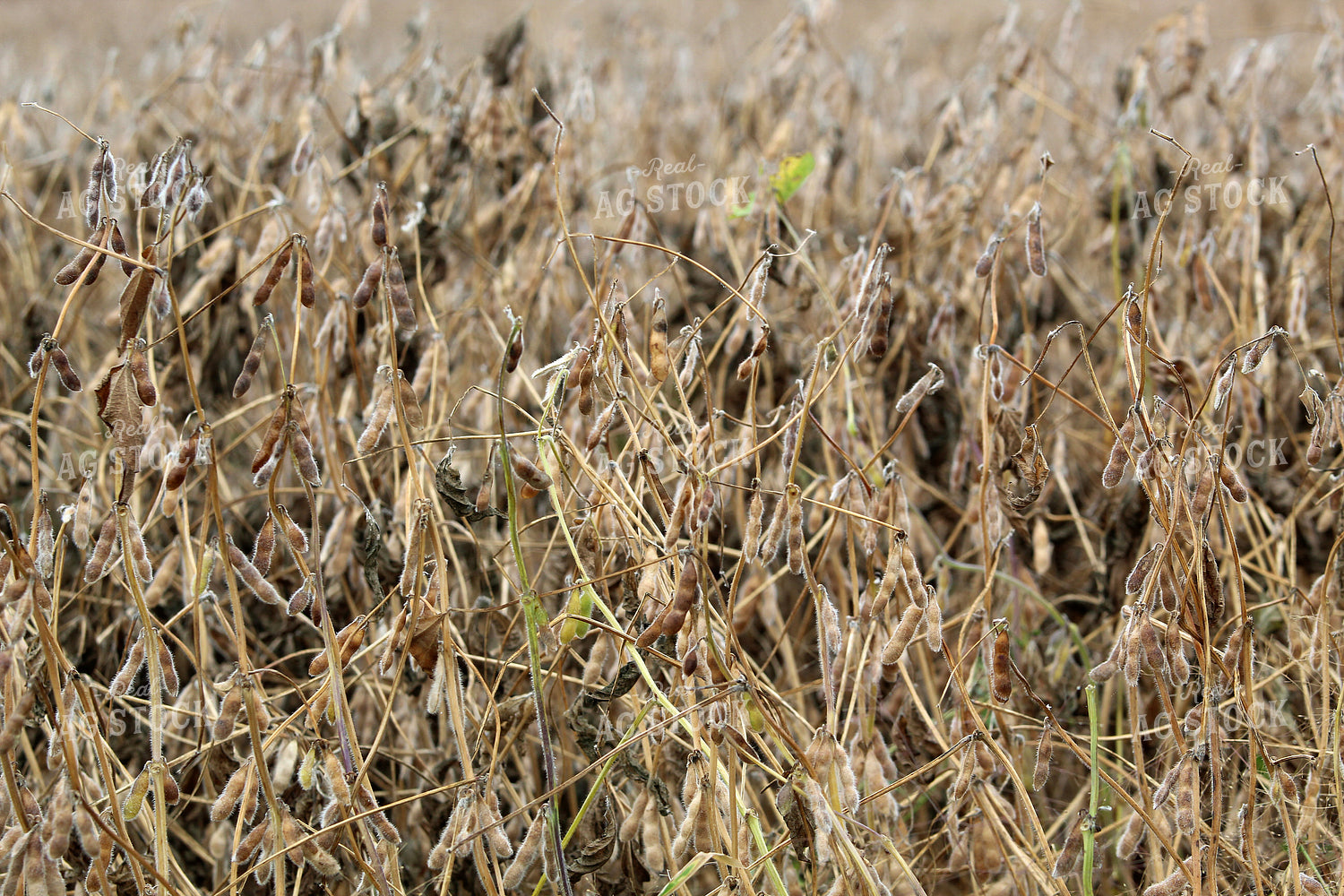 Dried Soybeans 141420