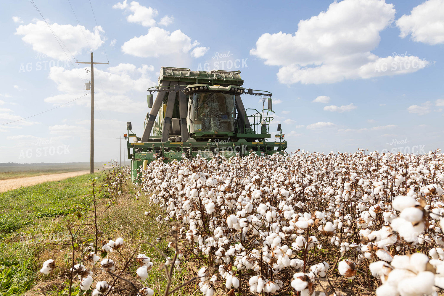 Cotton Harvest 79739