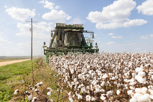 Cotton Harvest 79739