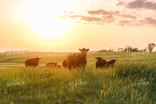 Black Angus Cattle on Pasture 68265