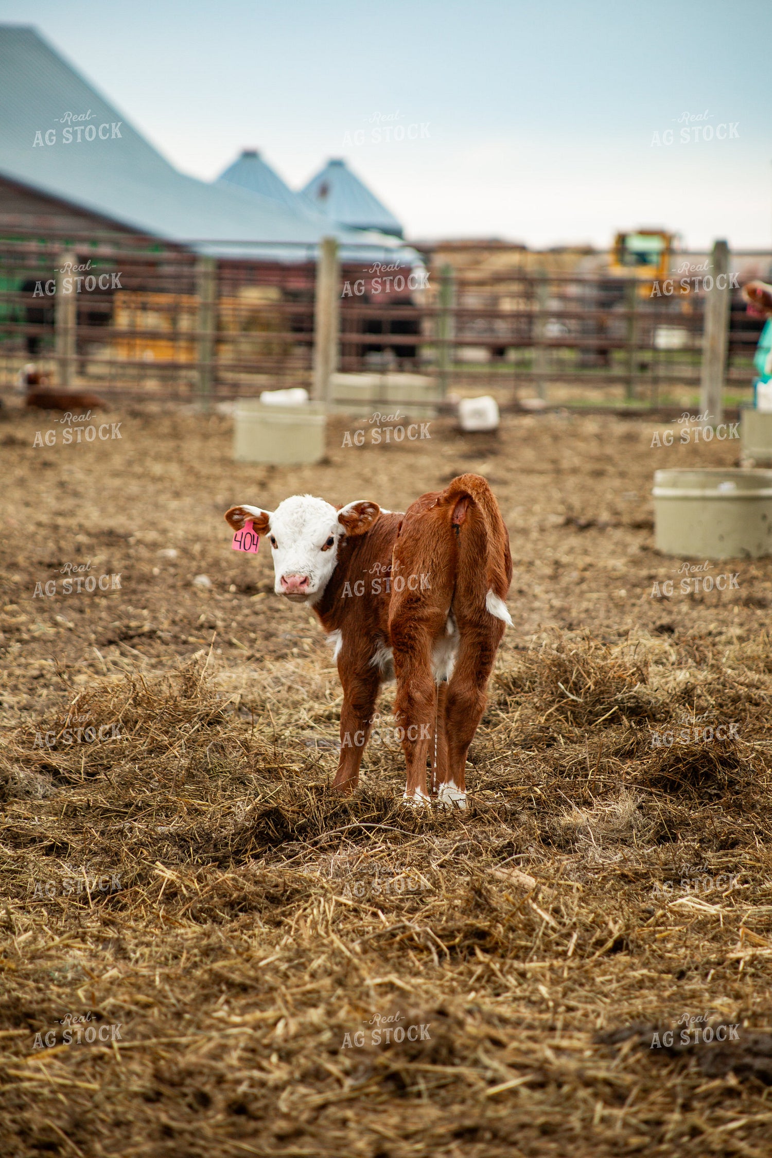 Hereford Calf 155662