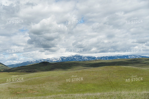 Cattle Pasture 65644