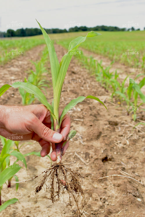 Early Growth Corn 84198