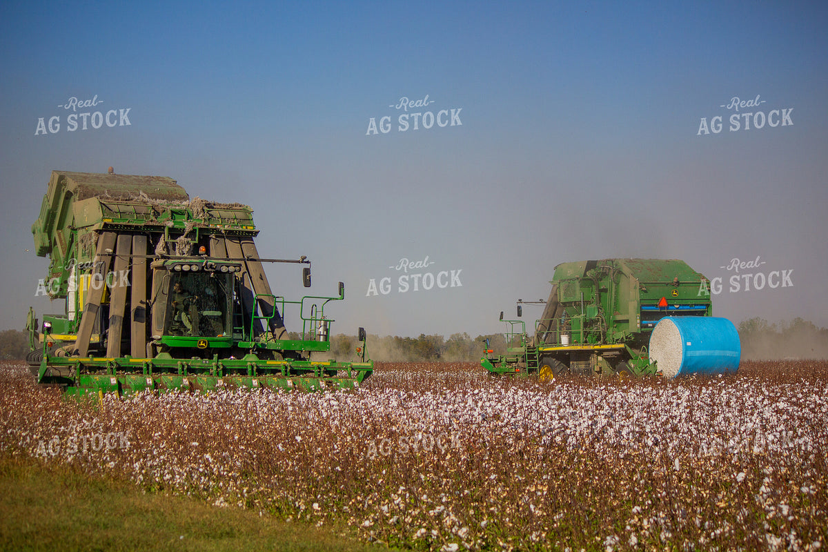 Cotton Harvest 291072