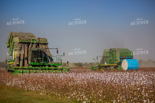 Cotton Harvest 291072