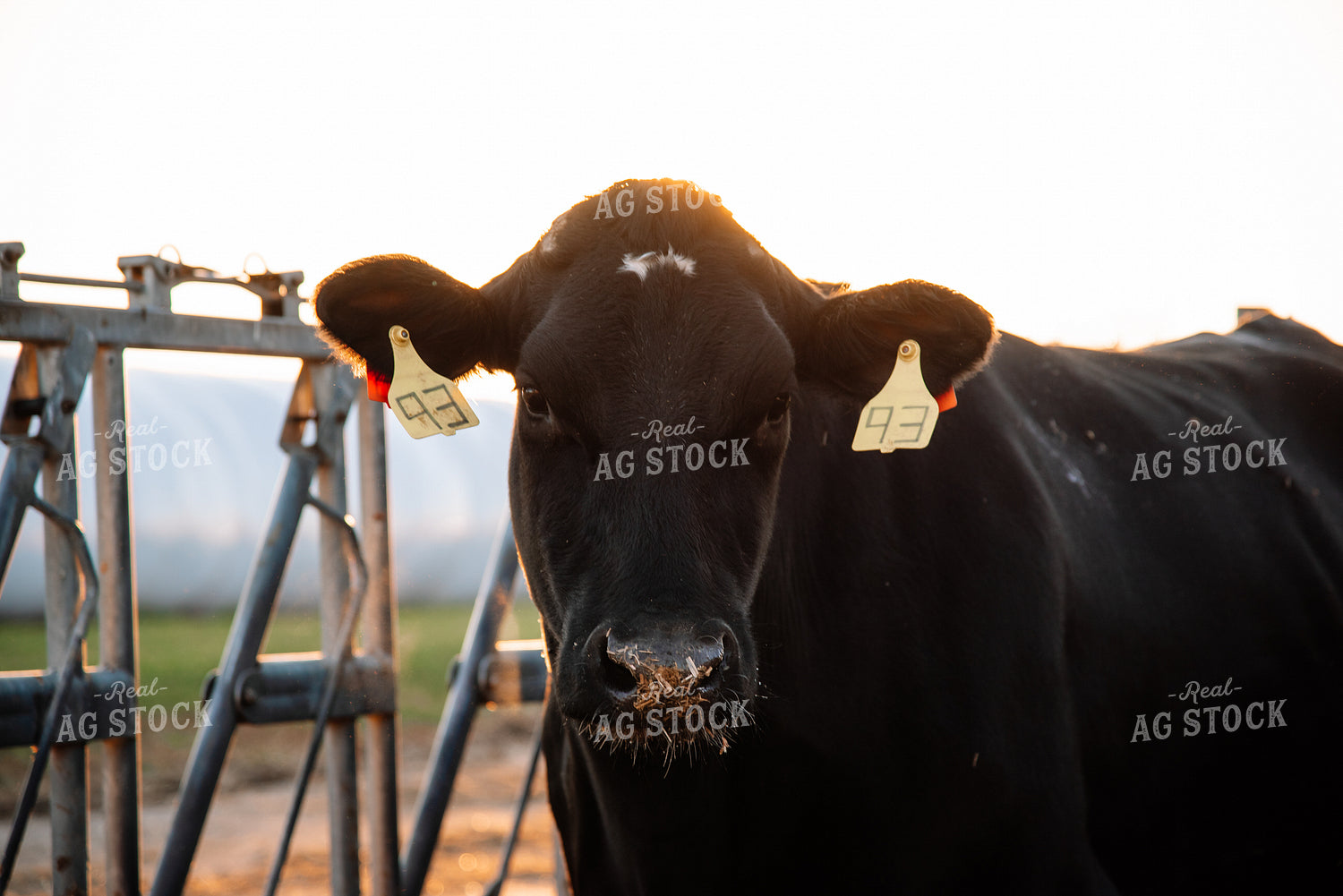 Holstein Cow in Warm Light 137001