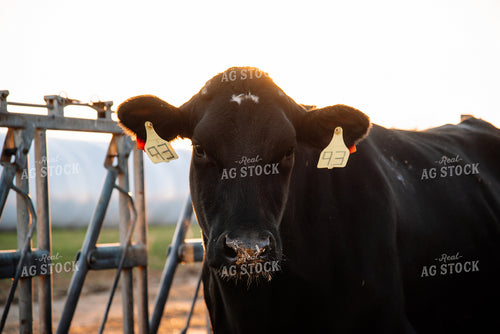 Holstein Cow in Warm Light 137001