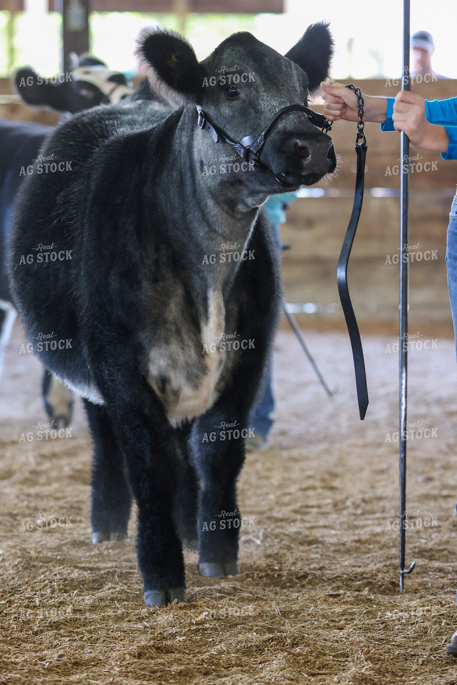 Cattle Show 160448