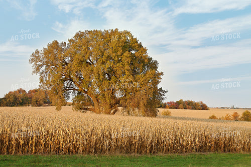 Corn Field 150003