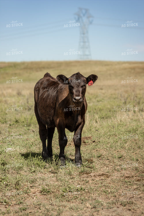 Black Angus Calf 155074