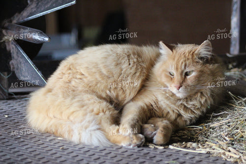 Orange Cat Resting 63038
