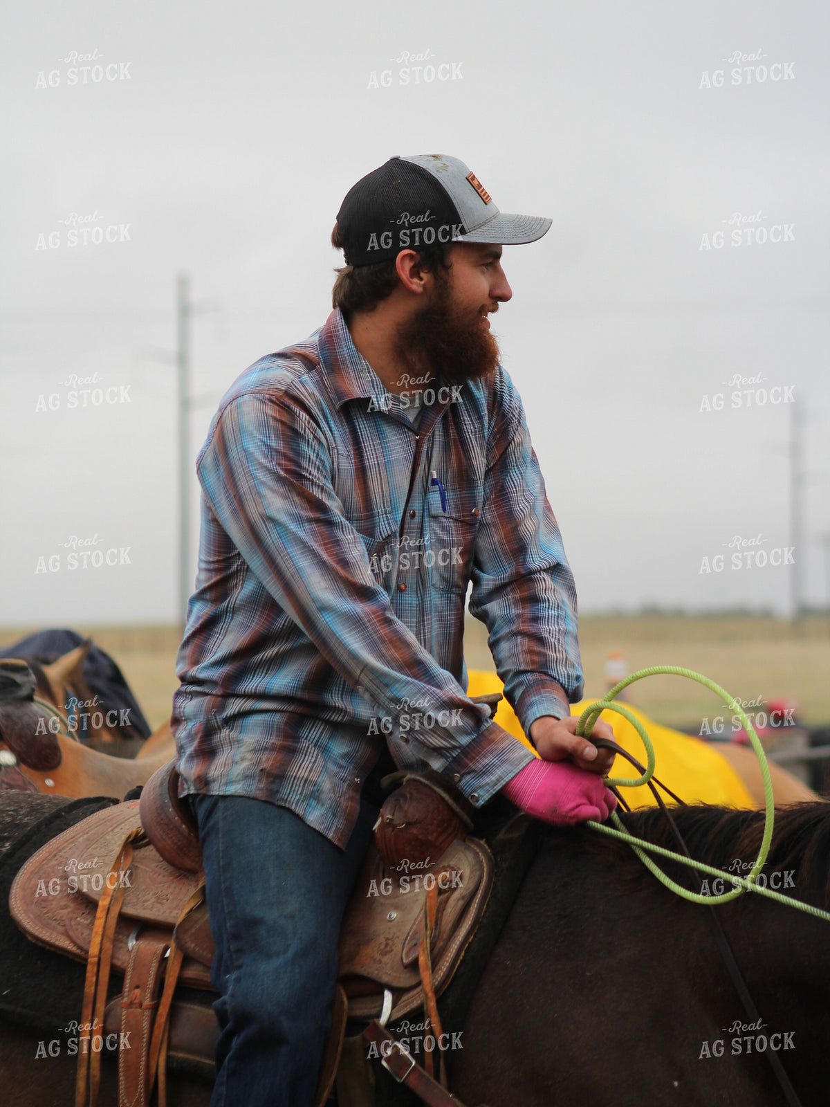 Sorting Cattle on Horseback 237029