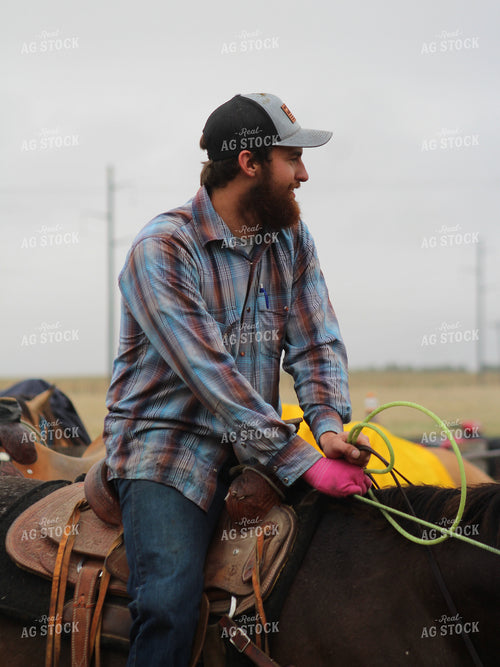 Sorting Cattle on Horseback 237029