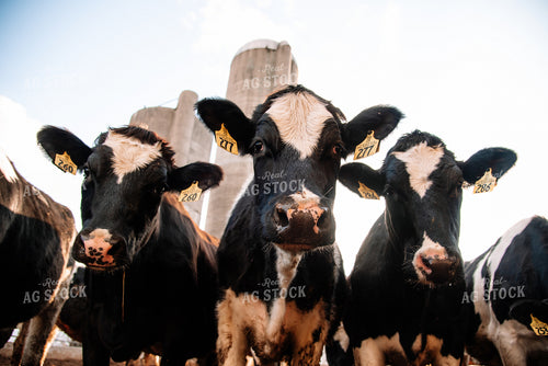 Holstein Cows Shot from Below 137000