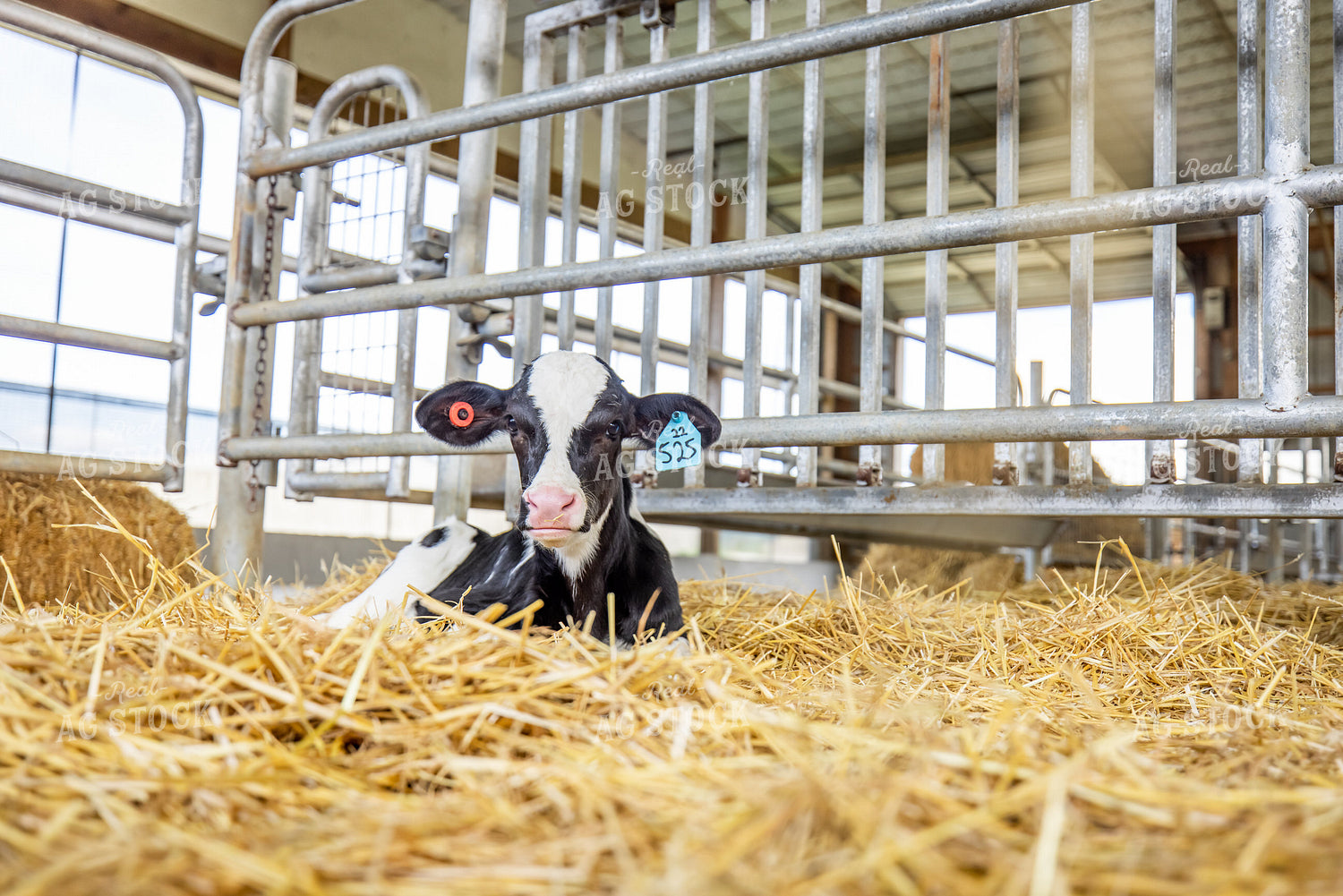 Holstein Calf 270363