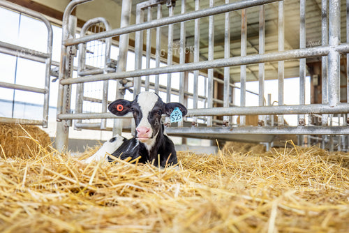 Holstein Calf 270363