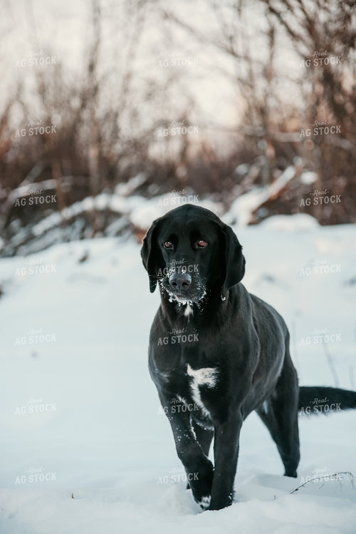 Dog in Snowy Pasture 64303