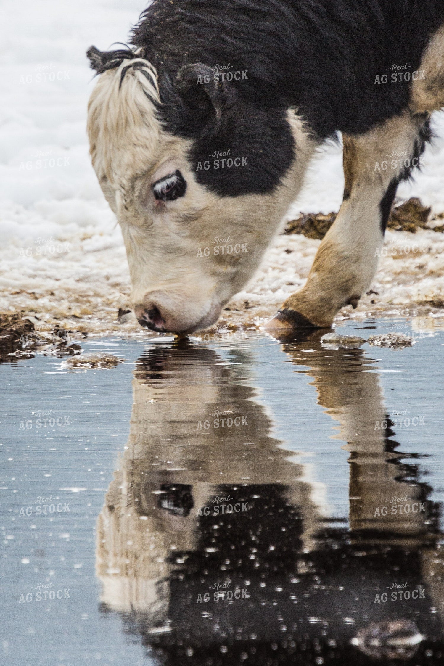 Cattle Drinks from Pool of Water in the Snow 138007