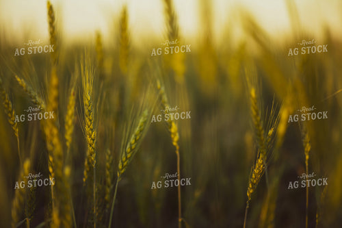 Wheat 191108