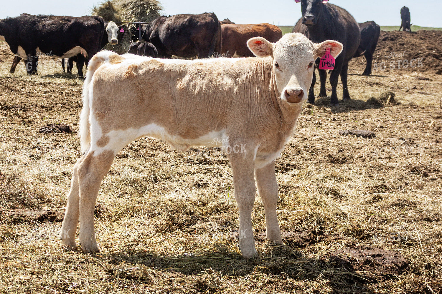 Longhorn Cow 155171