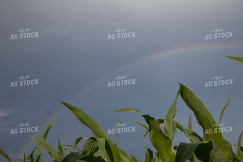 Corn - Mid-Season 1236