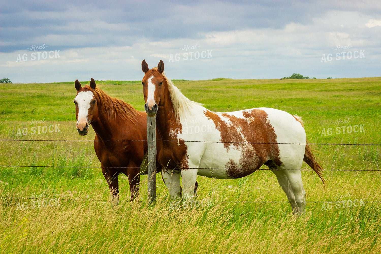 Two Horses Grazing in a Lush Green Pasture Under Cloudy Skies 155256