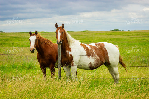 Two Horses Grazing in a Lush Green Pasture Under Cloudy Skies 155256
