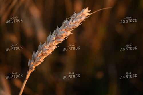 Oats 191177