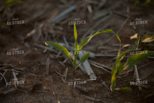 Corn - Early Growth 1165