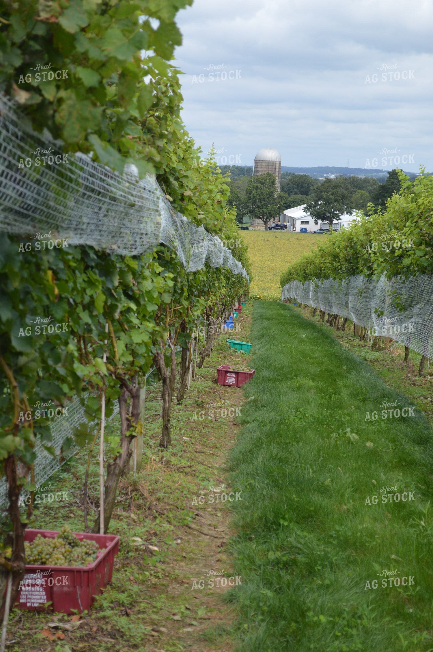 Vineyard 213000