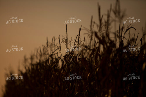 Corn - Dry 1339