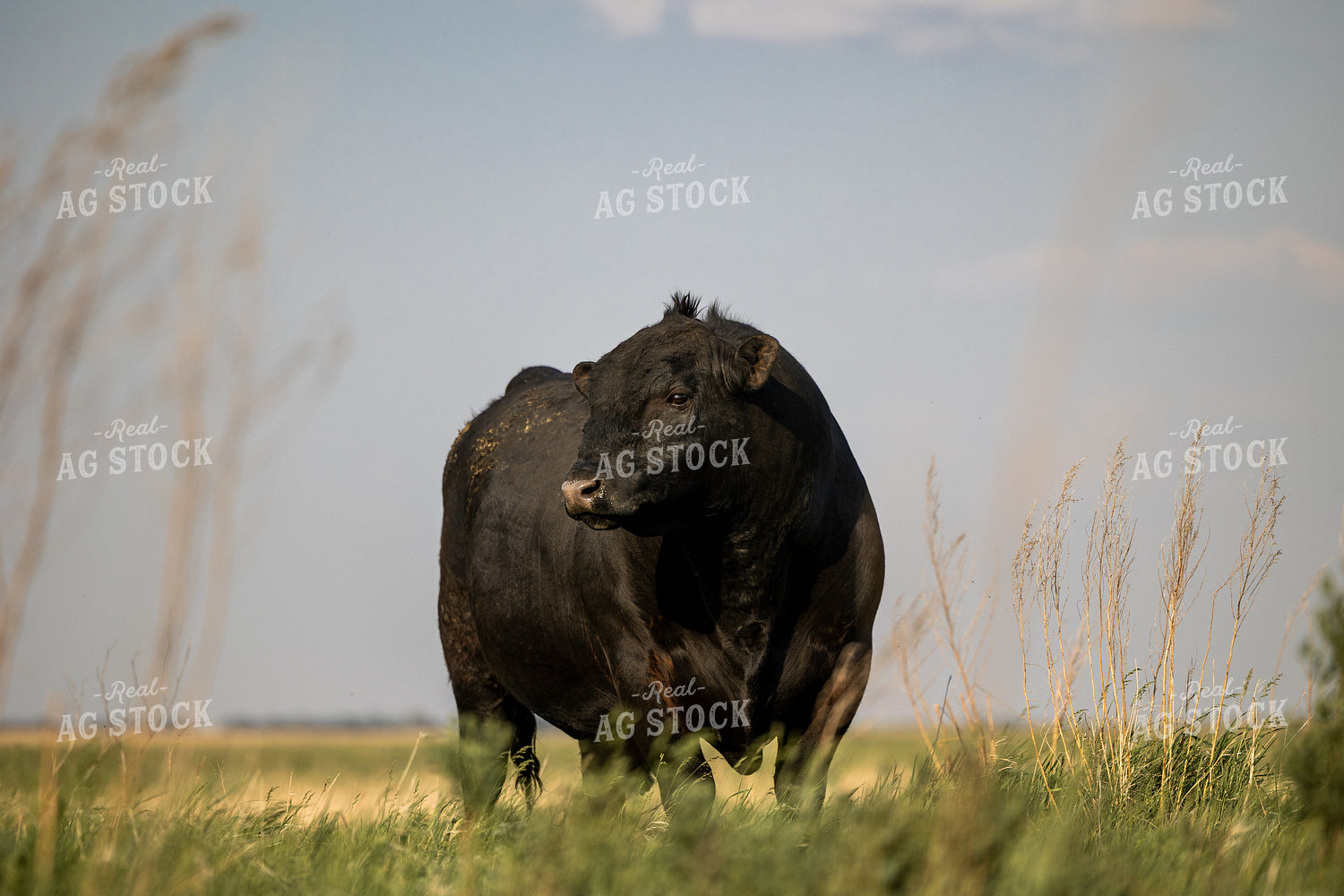 Angus Bull 72177