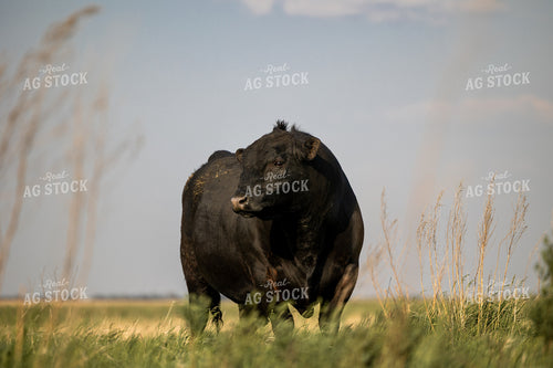 Angus Bull 72177