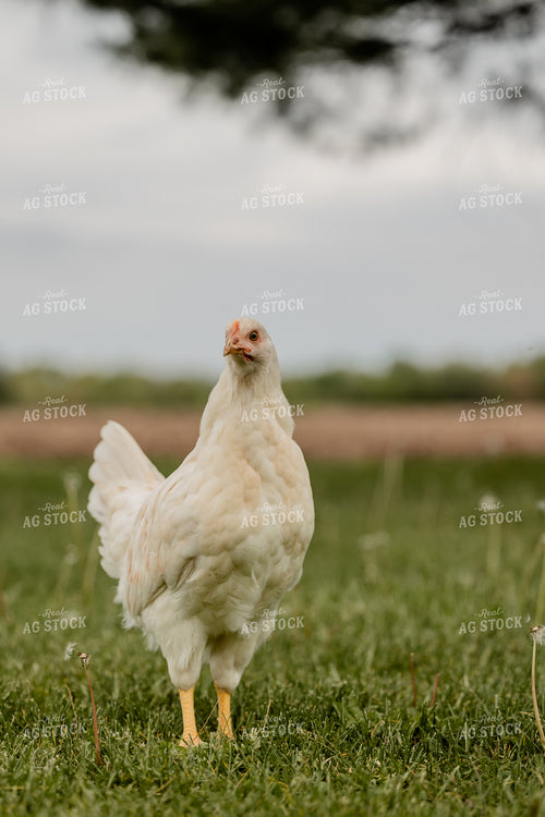 Pullet Laying Chicken 104084