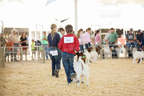 Showing Goats 127097