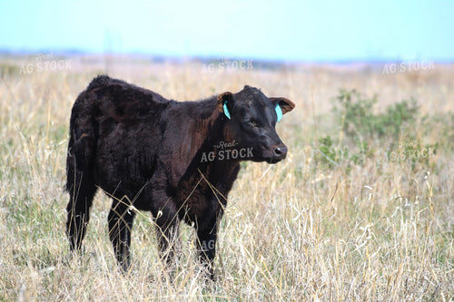 Angus Calf on Pasture 82423