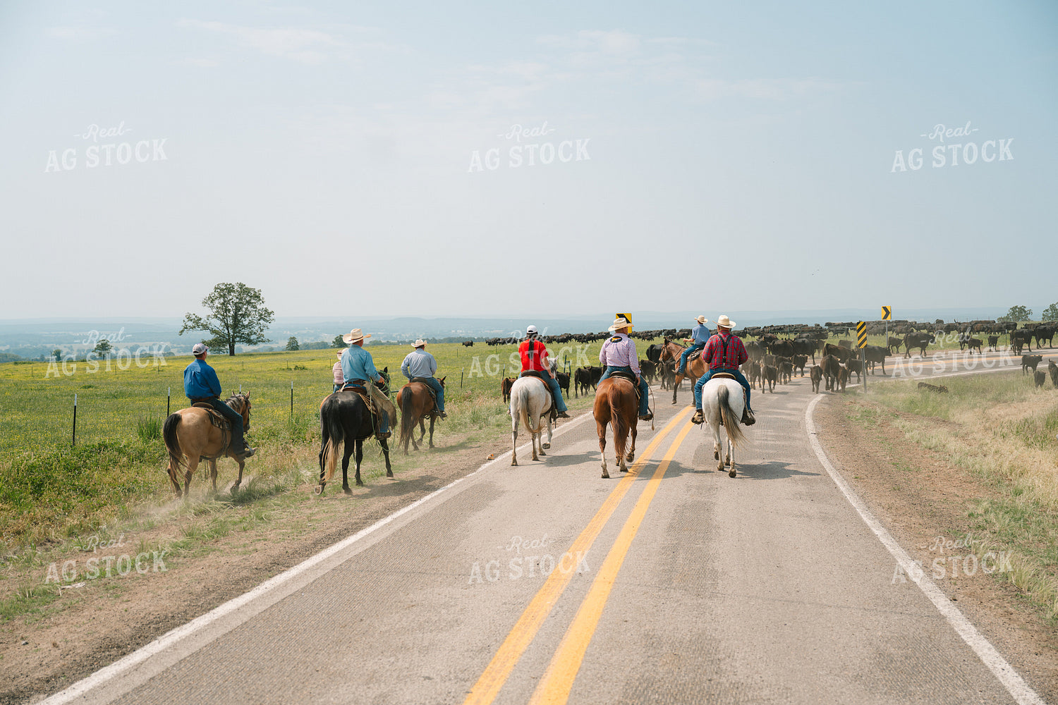 Ranchers Herding Angus Cattle in Grassy Pasture on Horseback 125126