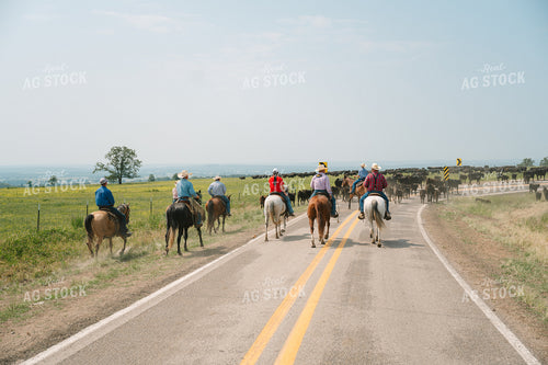 Ranchers Herding Angus Cattle in Grassy Pasture on Horseback 125126