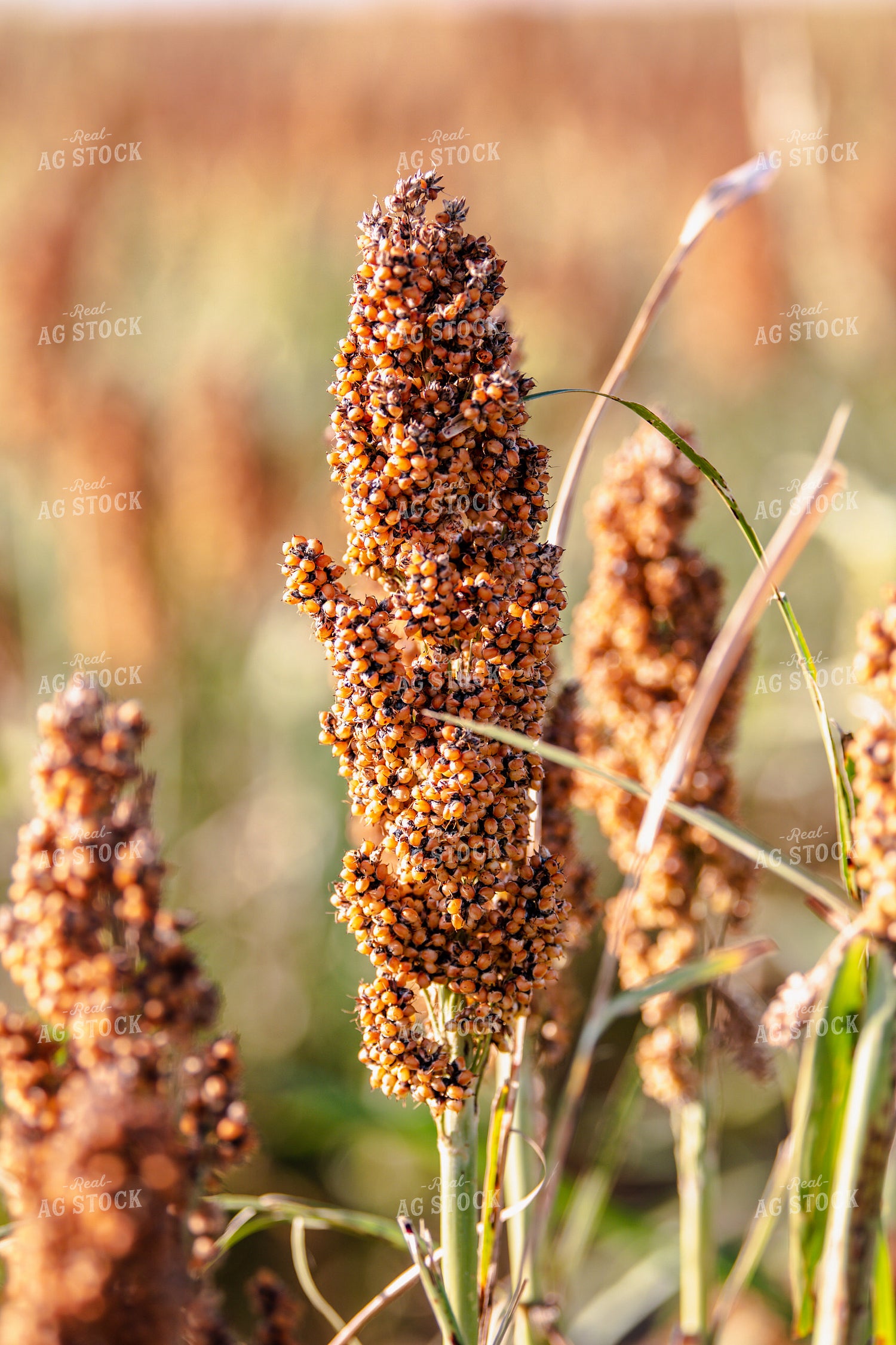 Field of Sorghum 113007