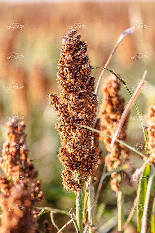 Field of Sorghum 113007