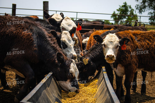 Cattle Eating from Feed Trough 214165