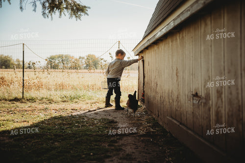 Farm Kid Collecting Eggs 6800