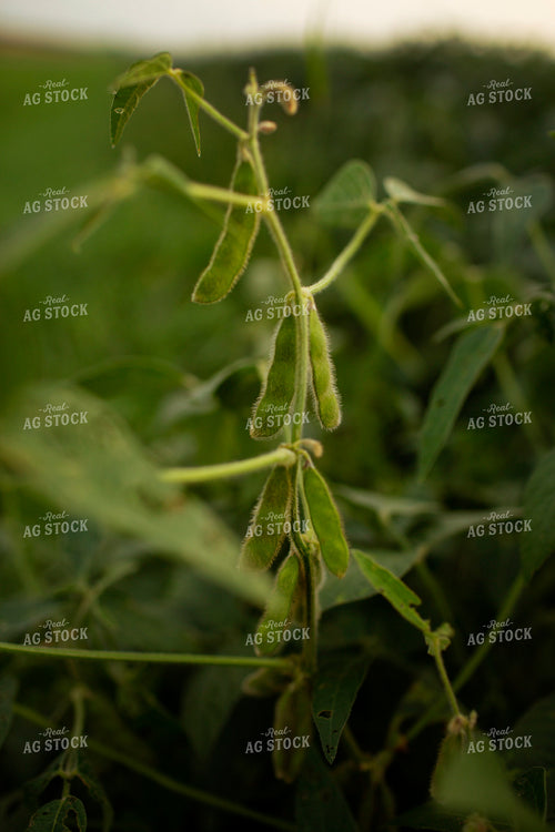 Soybeans - Mid-Season 2357