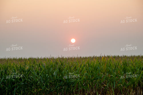 Sunset Over a Corn Field 25038