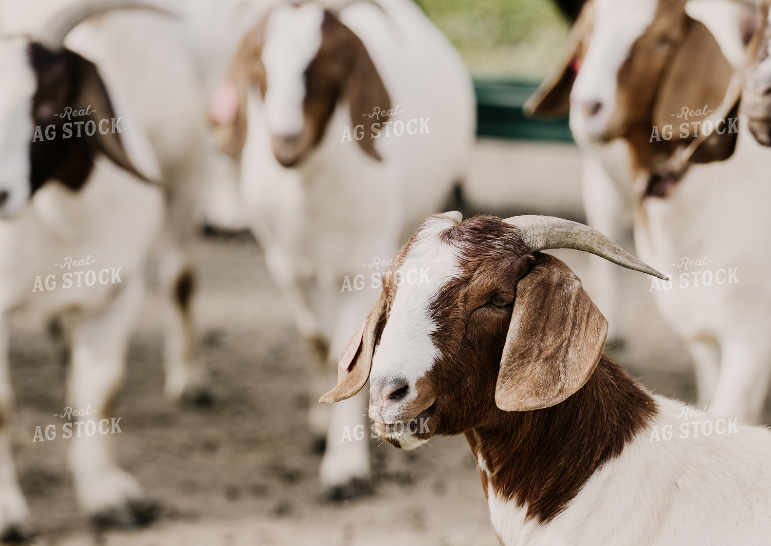 Goats 185132