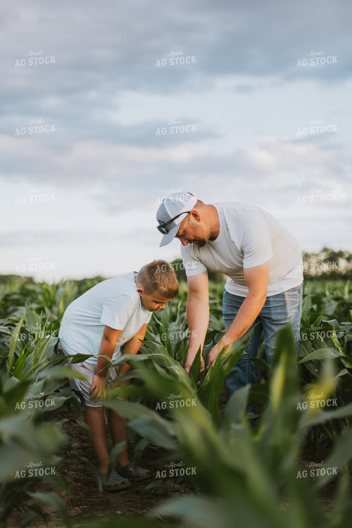 Farmer and Son Checking Corn 8798