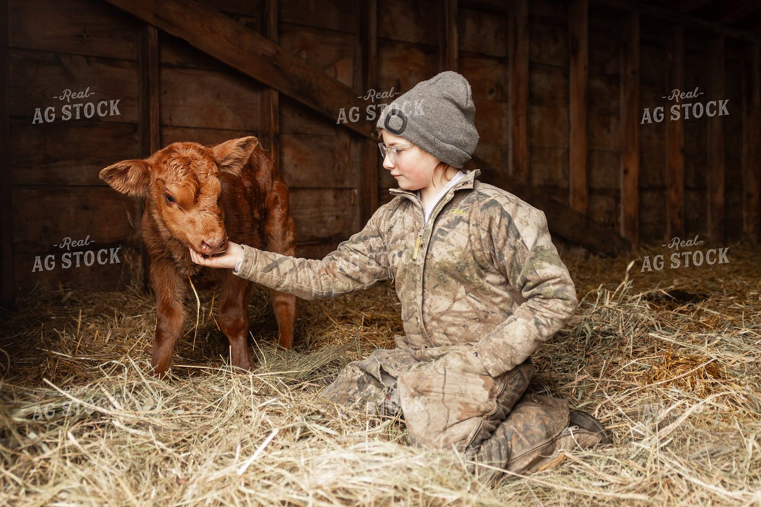 Calf with Farm Kid 155117