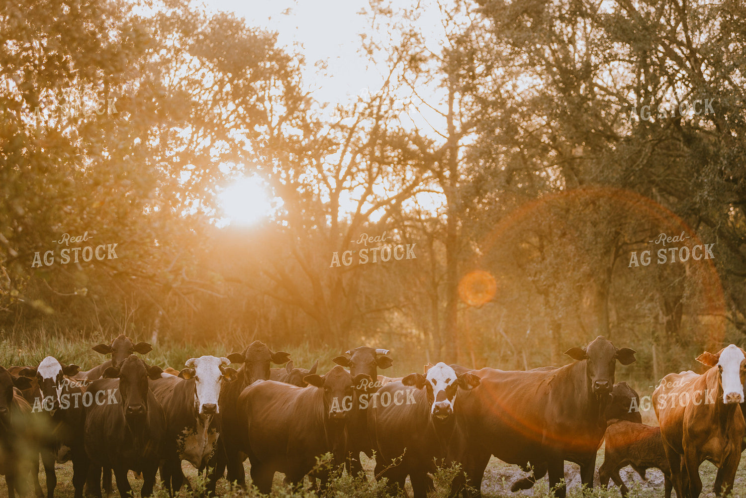 Florida Ranch 7288
